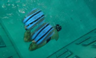 Les plongeurs en entrainement à NEMO 33