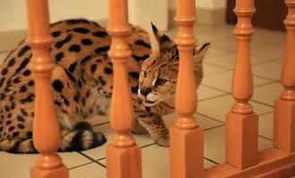 Un Savannah piégé dans un immeuble à Vrigne aux bois